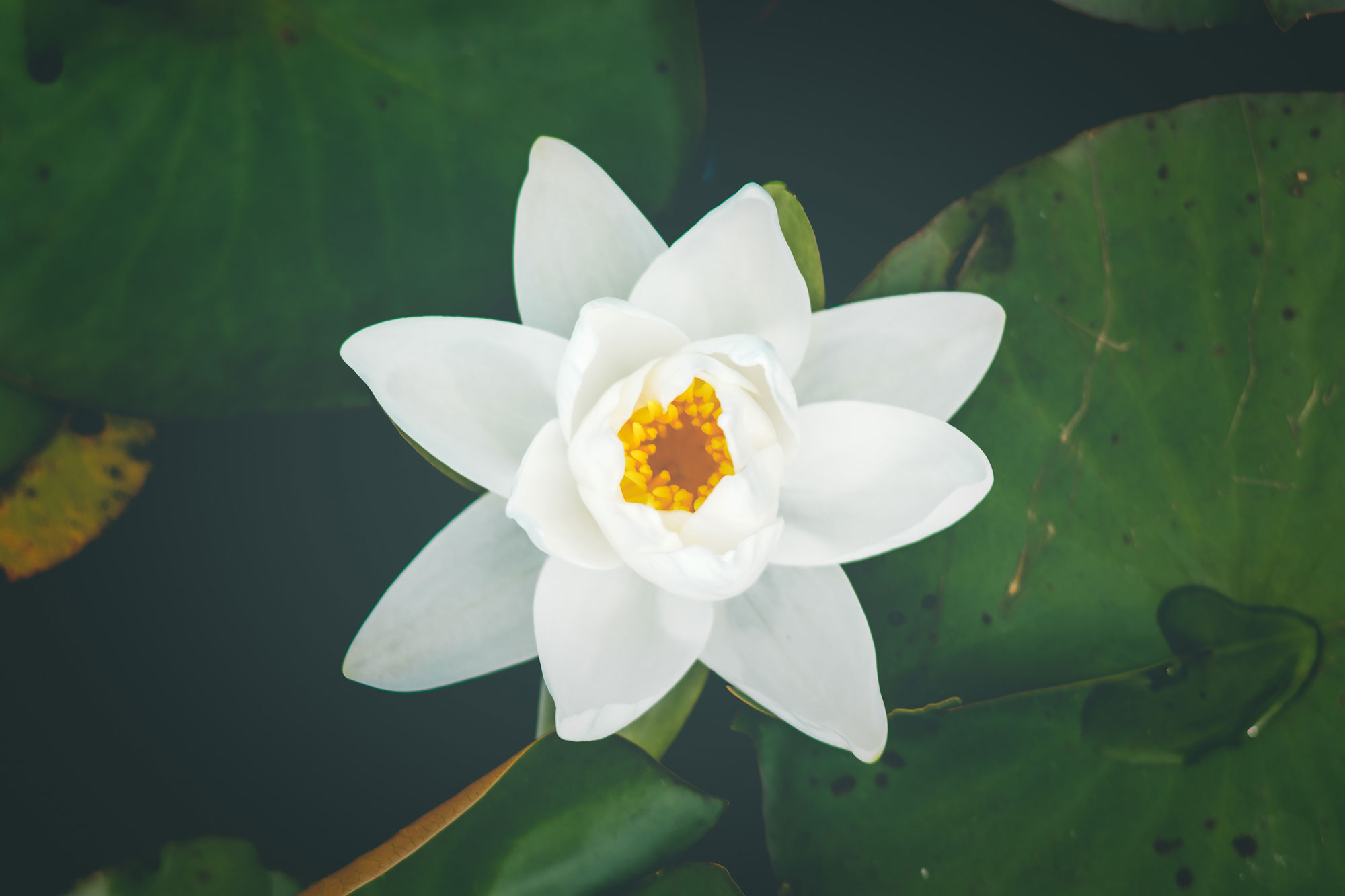 Lotus Birth Italia